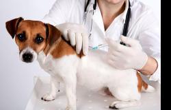 По пятницам с 11:00 до 17:00 вакцинация кошек и собак комплексная с бешенством – 1100 руб. Запись обязательна!