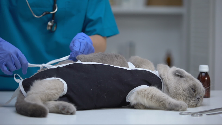 Сколько стоит стерилизация кошки в москве и московской области thumbnail