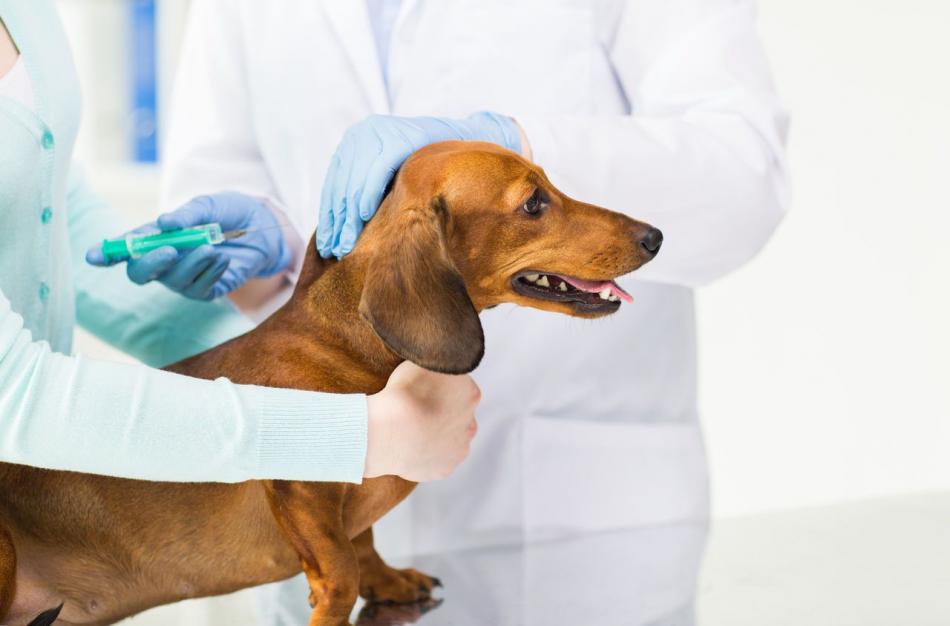 Когда делают вакцинацию домашних животных?