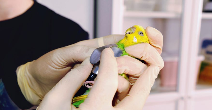 Где лечат болезни птиц?