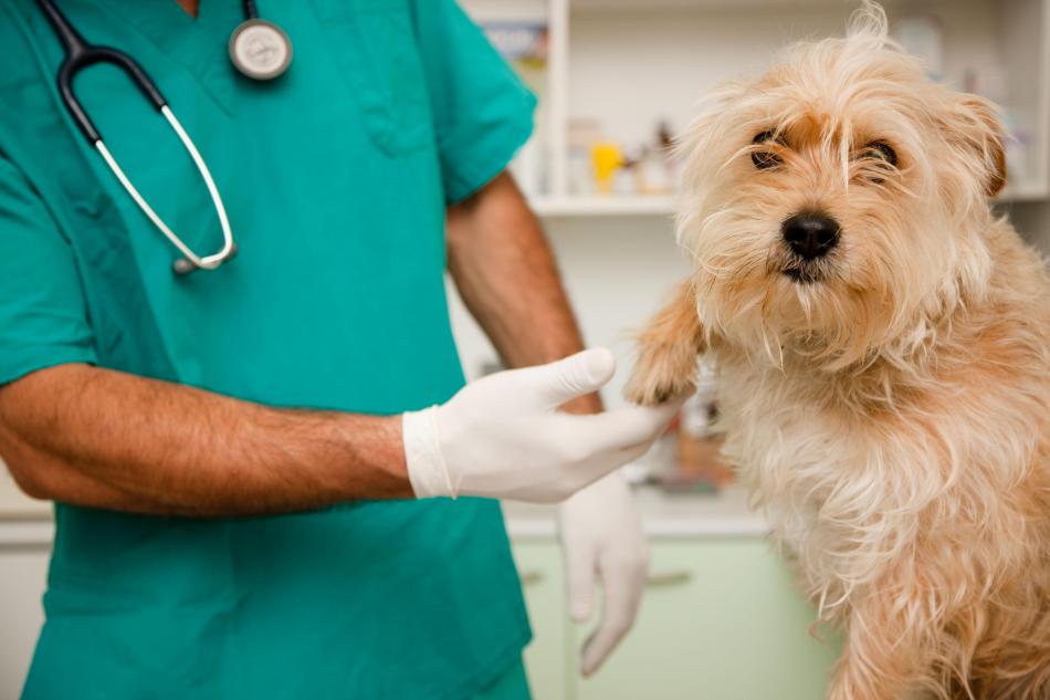 Сколько стоит анализ крови на биохимию у собак thumbnail
