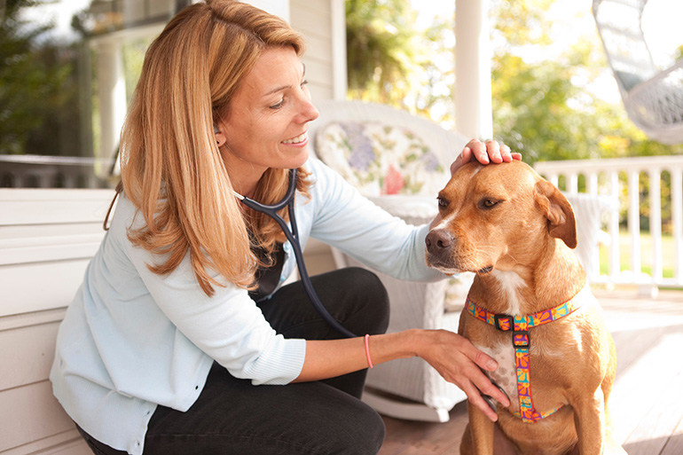 Как оказывают ветеринарные услуги на дому?