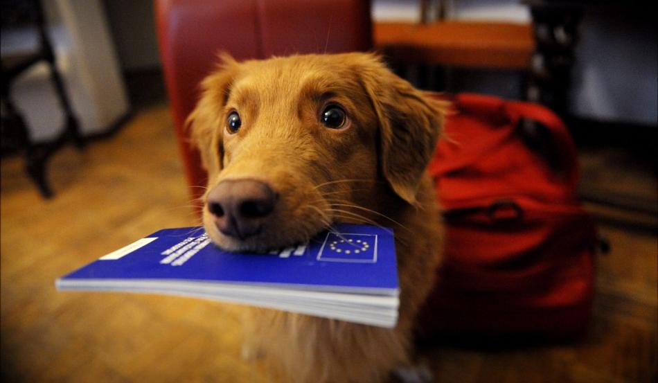 Как оформить ветеринарный паспорт для собаки?